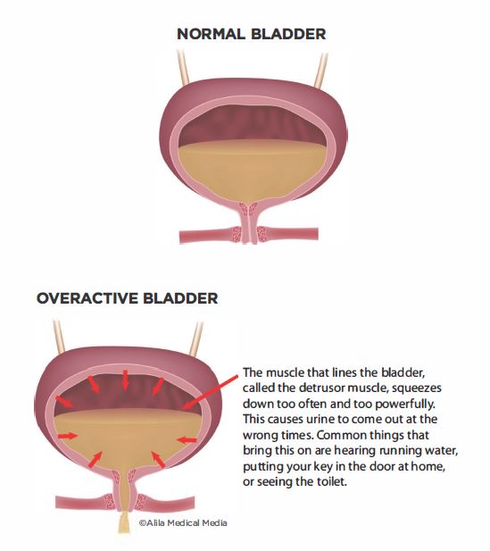 bladder